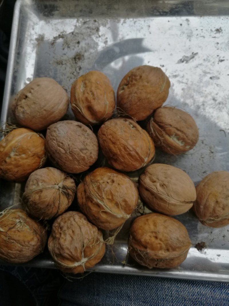 阿克苏纸皮核桃/185核桃/新二核桃