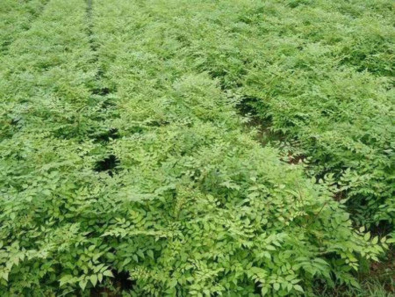 次嫩芽苗刺老芽苗基地直供哈尔滨量大私聊浩海浆果
