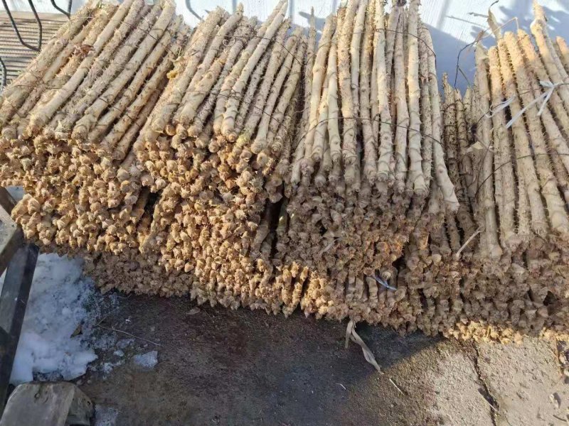 次嫩芽苗刺老芽苗基地直供哈尔滨量大私聊浩海浆果
