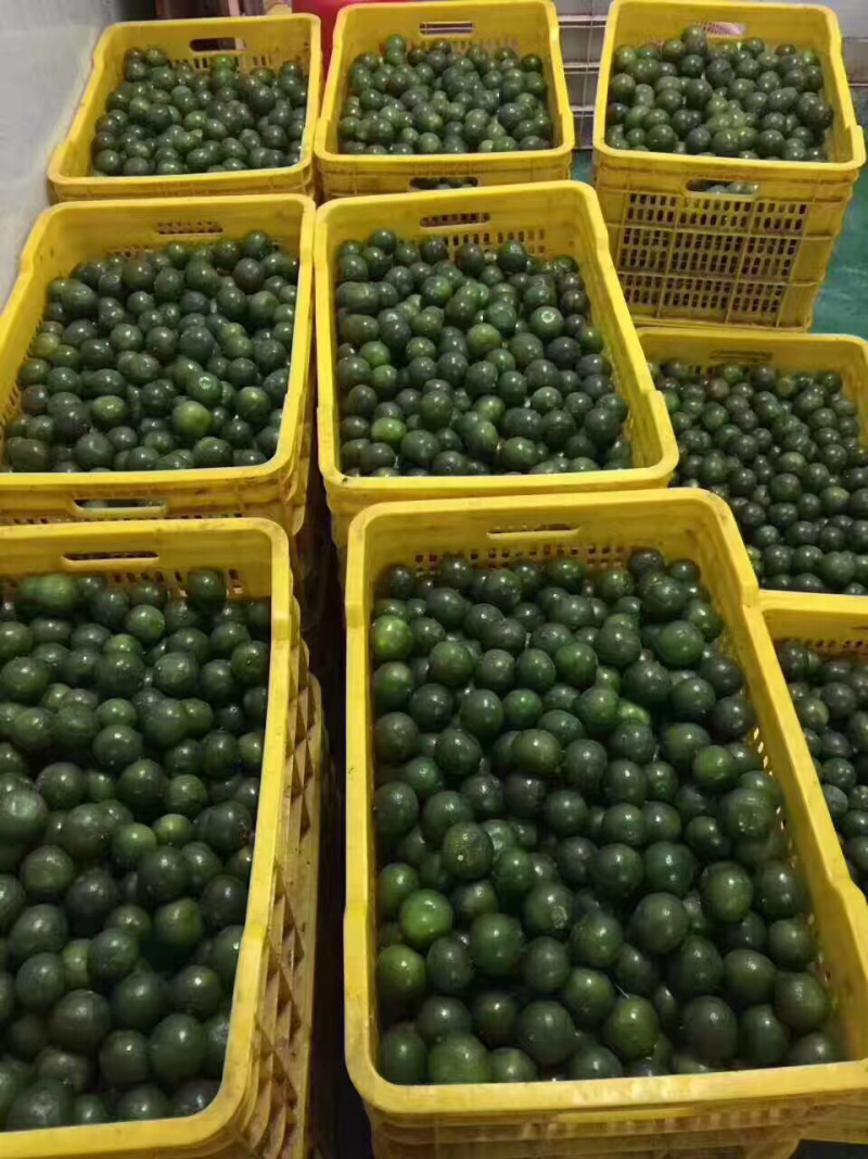 正宗新会小青柑普洱茶低温烘培工艺85每斤批发