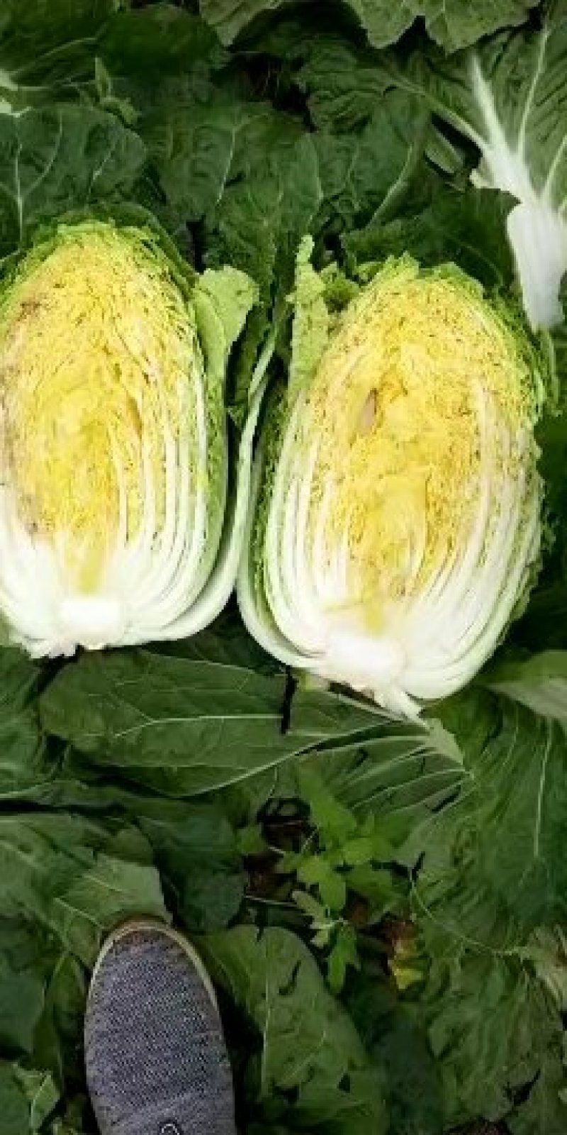 (精品)湖北黄心大白菜产地直销一手货源，保质保量