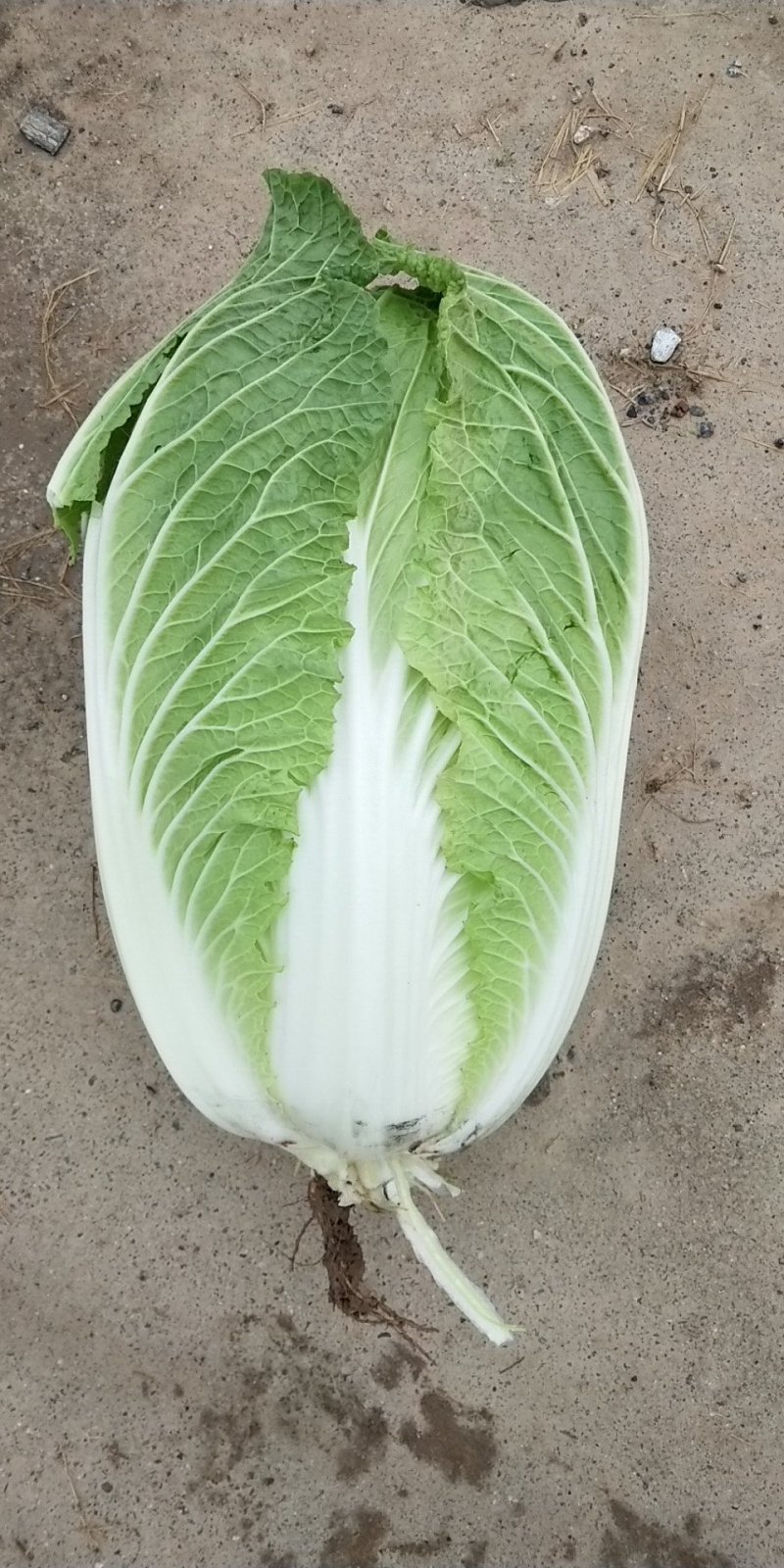 (精品)湖北黄心大白菜产地直销一手货源，保质保量