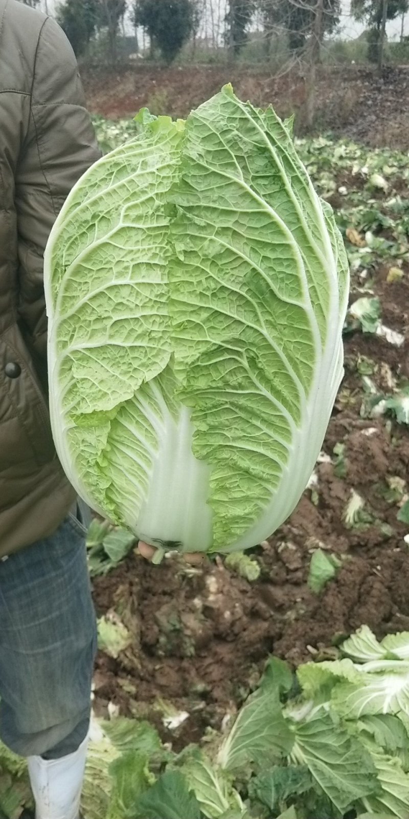 (精品)湖北黄心大白菜产地直销一手货源，保质保量