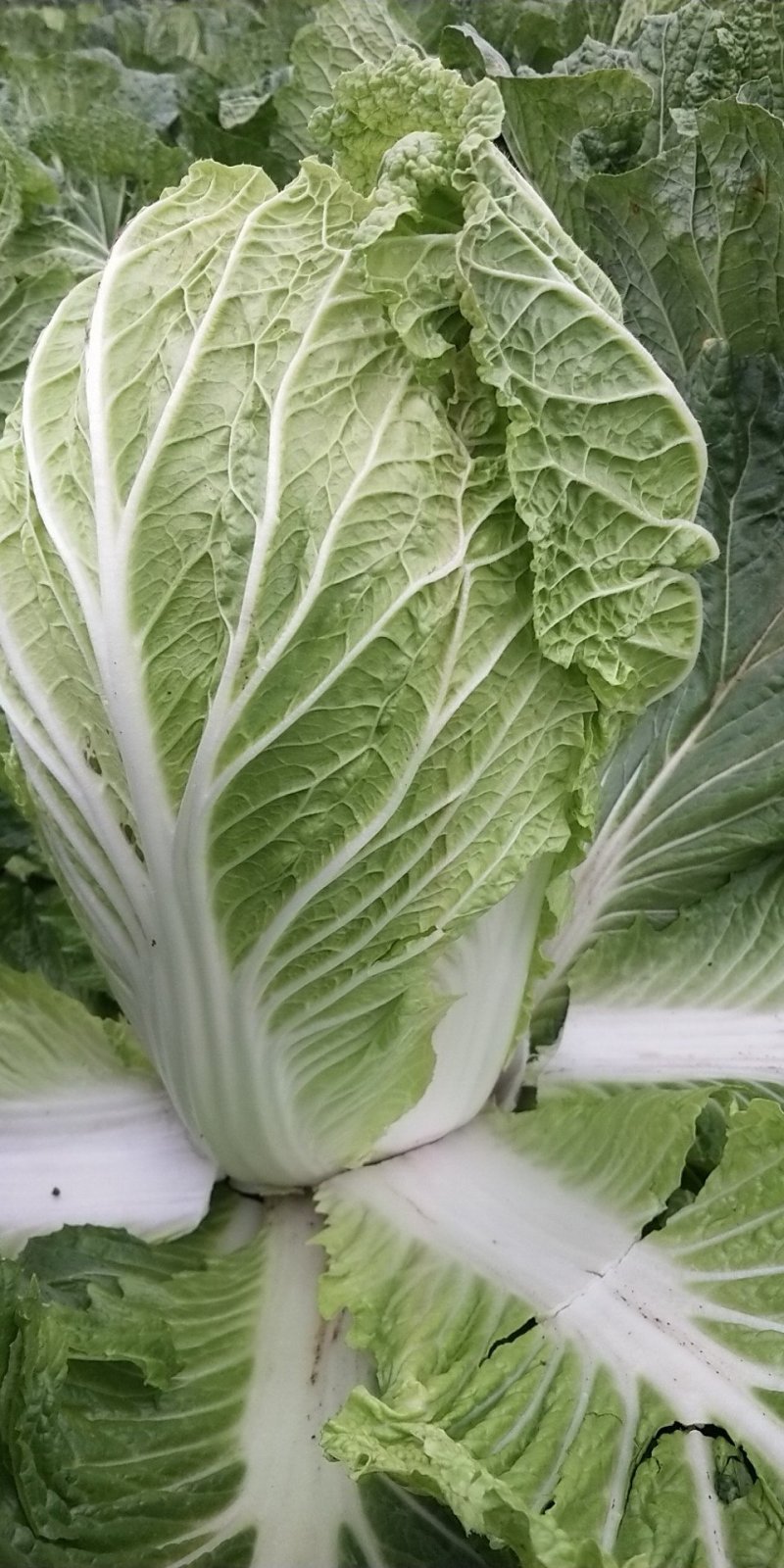 (精品)湖北黄心大白菜产地直销一手货源，保质保量