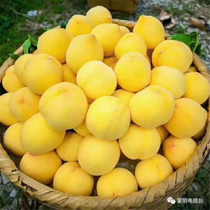 桃子太好吃了😍😍