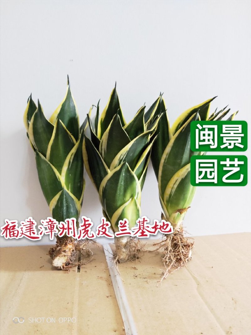虎皮兰荷花兰虎尾兰高10到20厘米福建漳州苗木基地