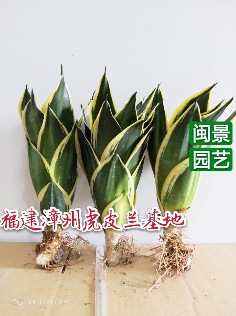 虎皮兰荷花兰虎尾兰高10到20厘米福建漳州苗木基地