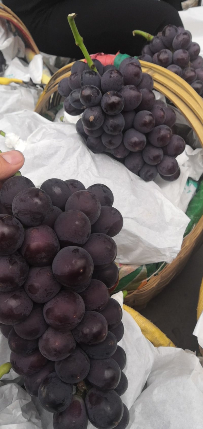 陕西万亩葡萄基地，大量下剪货，开始上市，供货全国