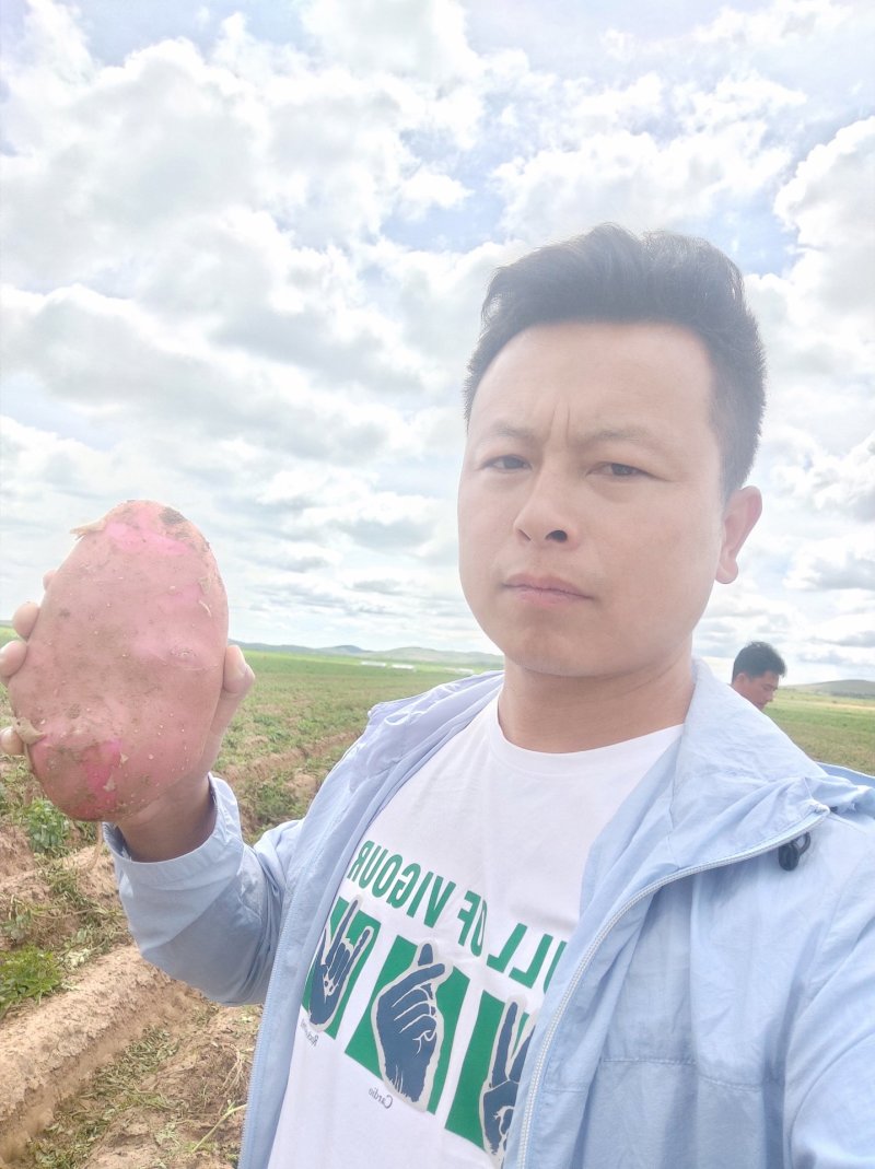 雪川土豆。沙地土豆质量保证