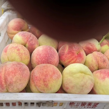 永连蜜桃
