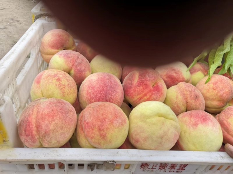永连蜜桃