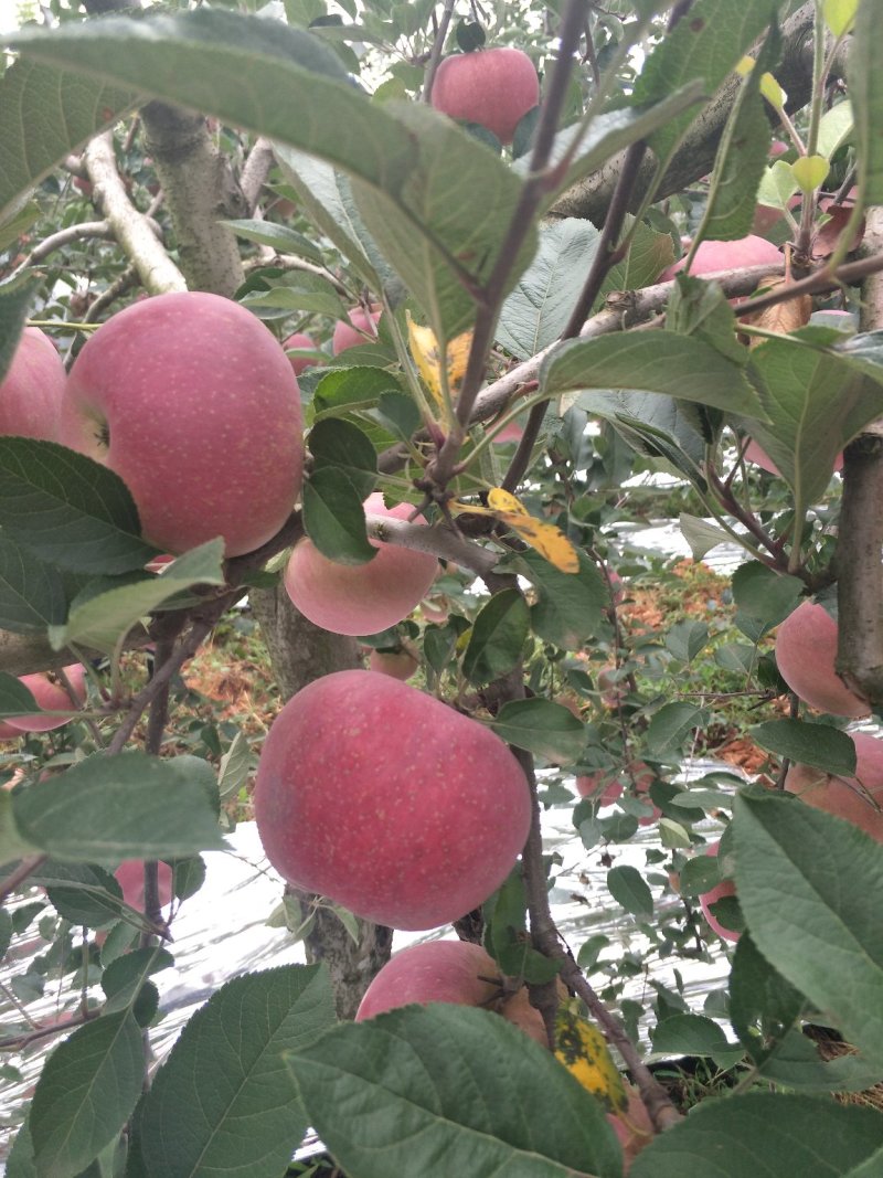 昭通苹果🍎红将军