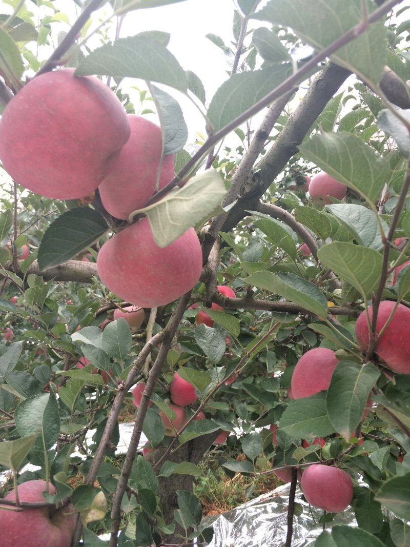 昭通苹果🍎红将军