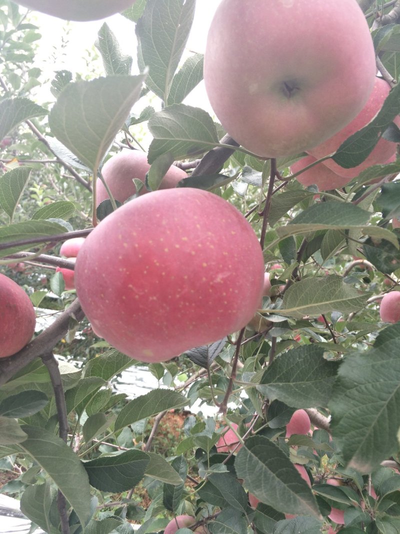 昭通苹果🍎红将军