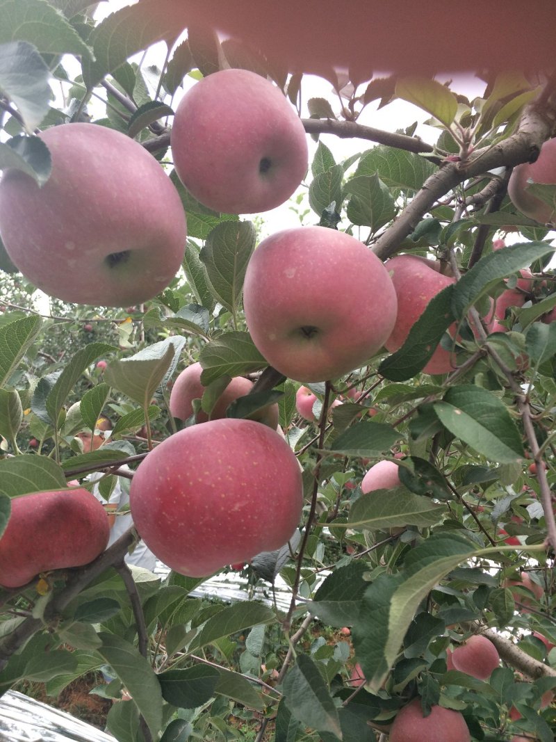 昭通苹果🍎红将军