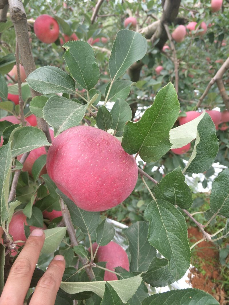 昭通苹果🍎红将军