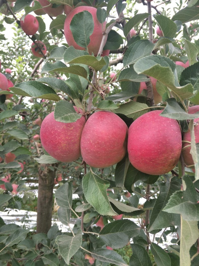 昭通苹果🍎红将军