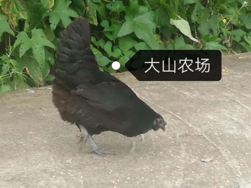 三年以上精品跑山老母鸡鸡本地清源跑山鸡，