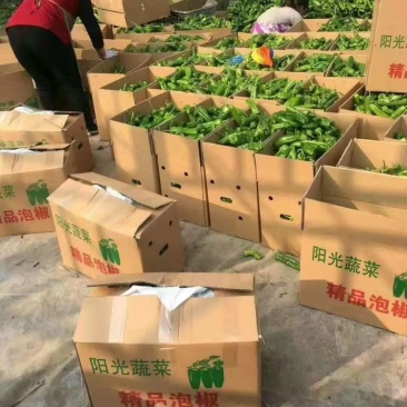 301泡椒皮薄微辣大棚鲜辣椒长期合作