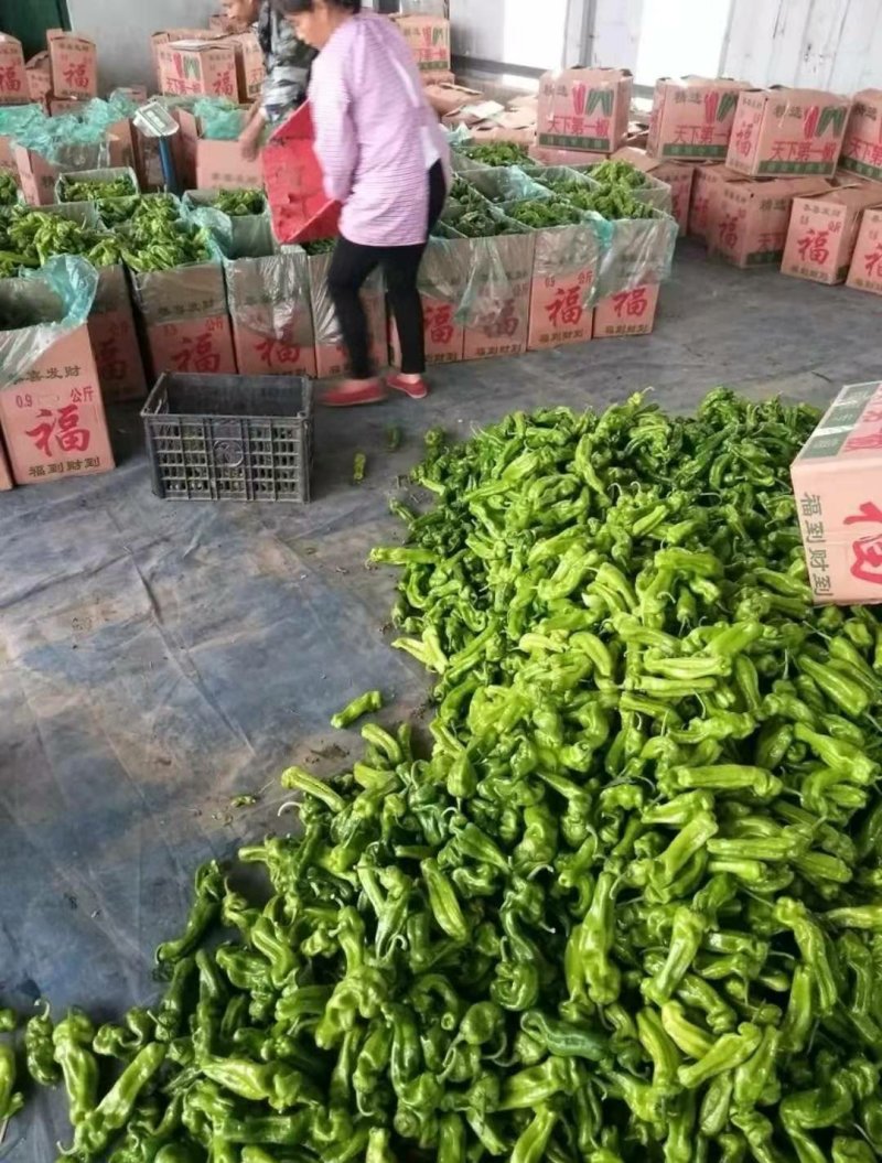 301泡椒皮薄微辣大棚鲜辣椒长期合作