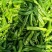 辣椒薄皮大椒15--20cm全国代发电商供应