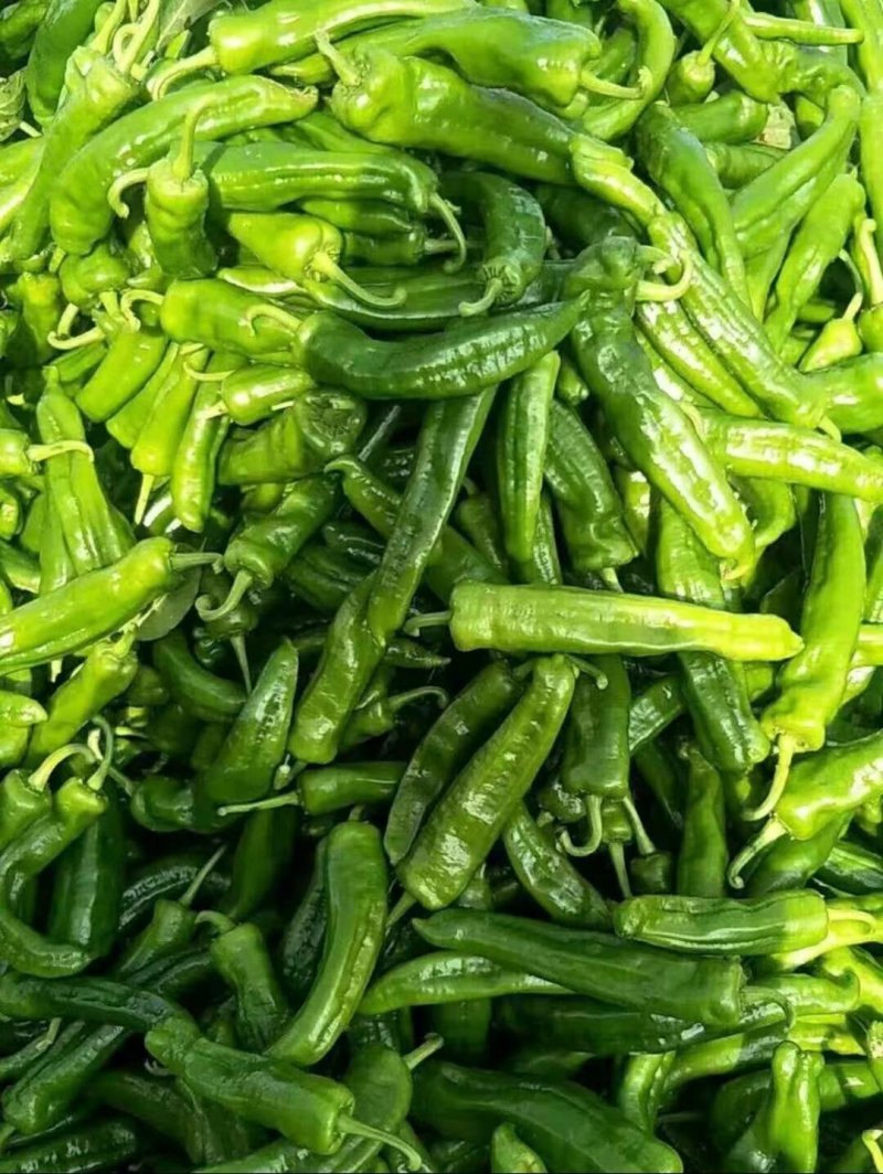 辣椒薄皮大椒15--20cm全国代发电商供应