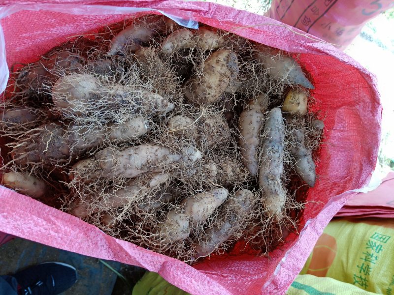 毛薯