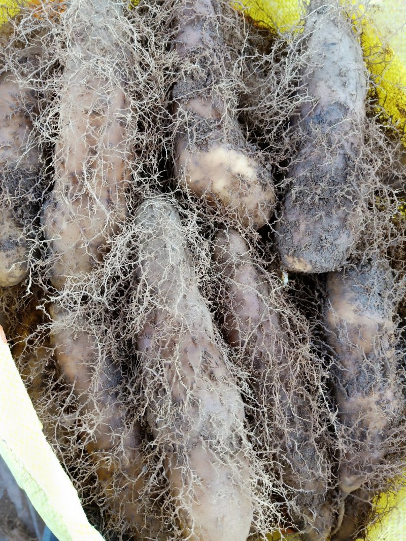 毛薯