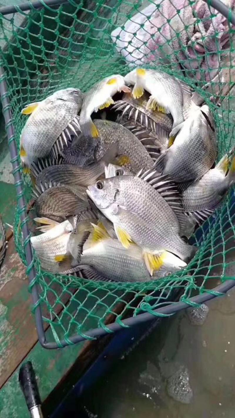 海鱼新鲜海鲜各种海鲜生鲜真空包装全国直销
