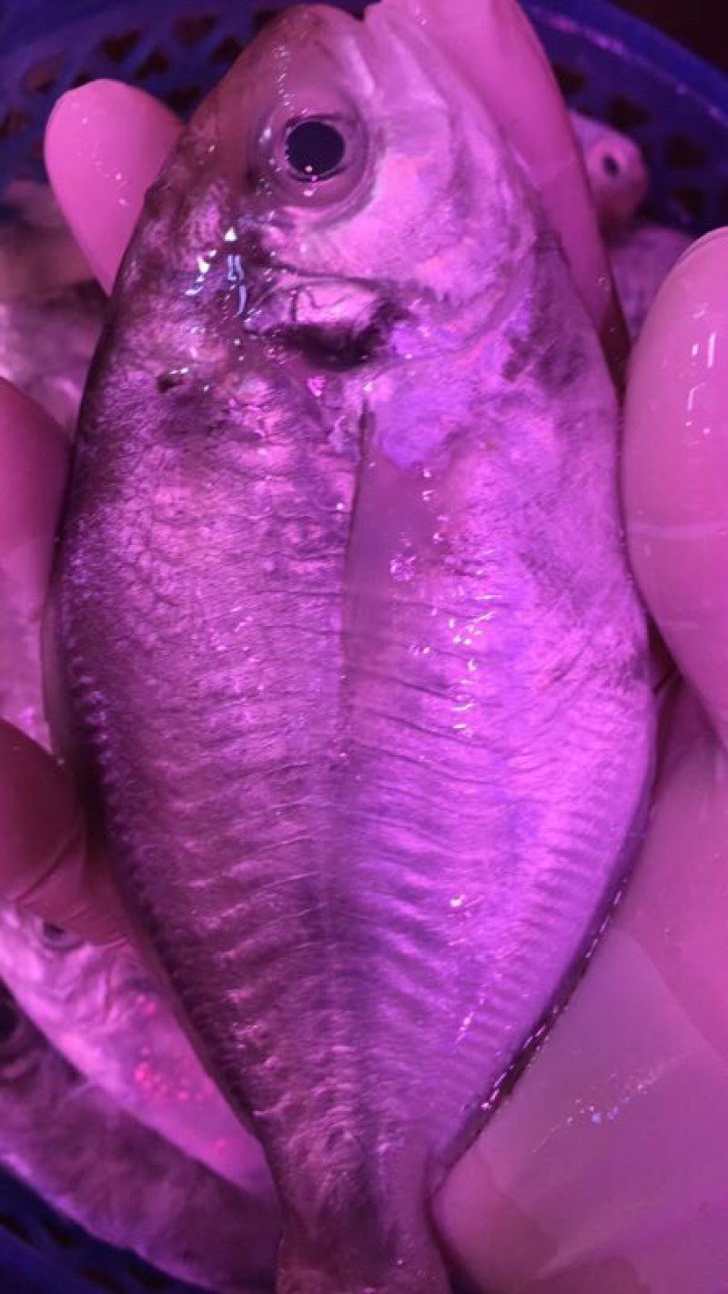 海鱼新鲜海鲜各种海鲜生鲜真空包装全国直销