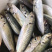 海鱼新鲜海鲜各种海鲜生鲜真空包装全国直销