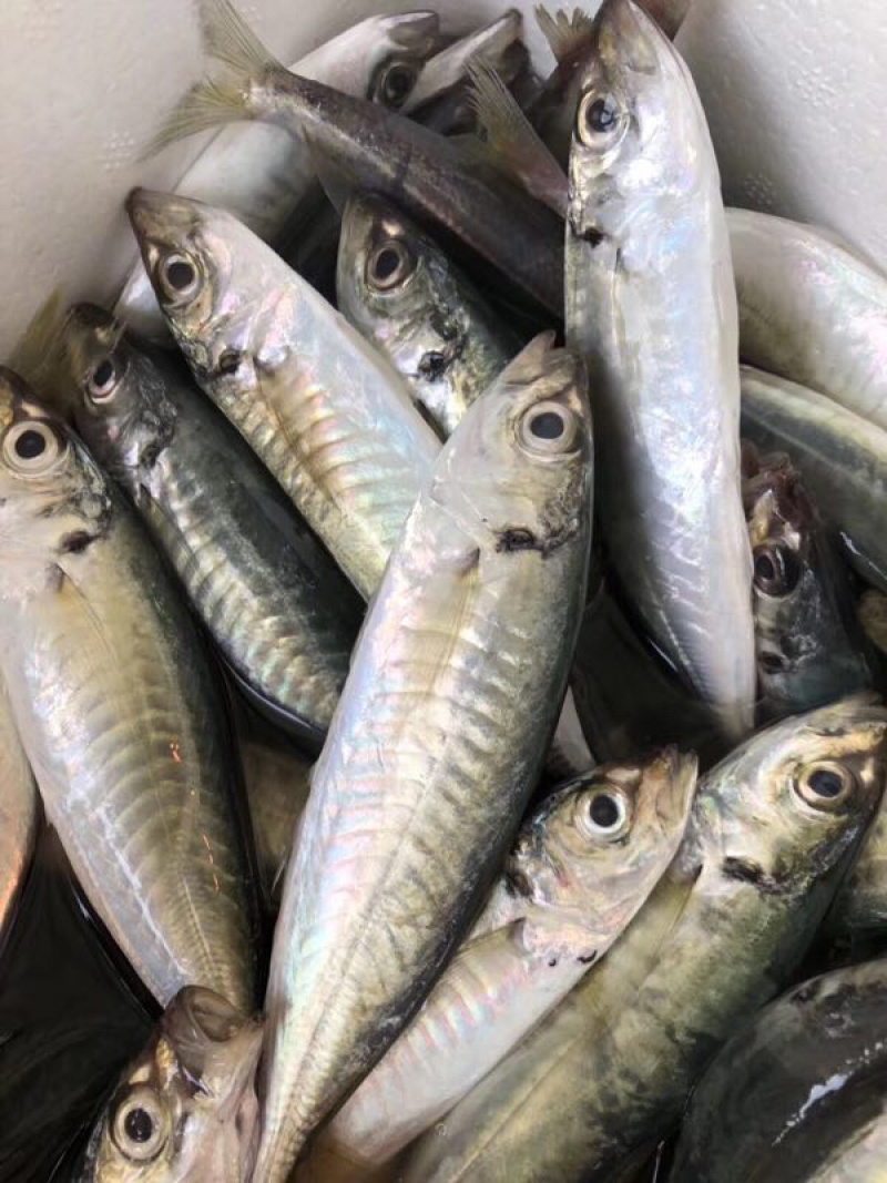海鱼新鲜海鲜各种海鲜生鲜真空包装全国直销