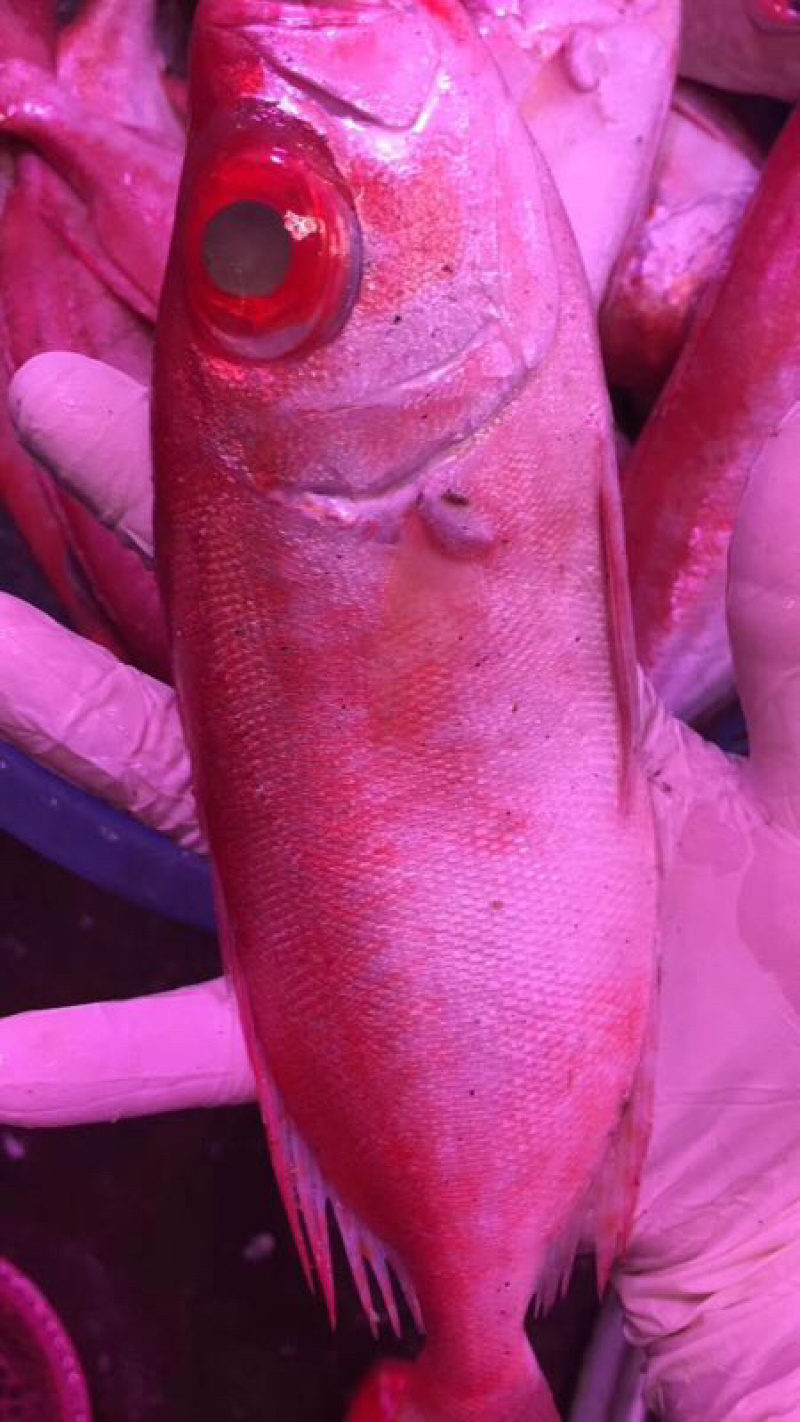 海鱼新鲜海鲜各种海鲜生鲜真空包装全国直销