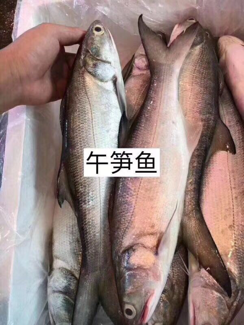 海鱼新鲜海鲜各种海鲜生鲜真空包装全国直销