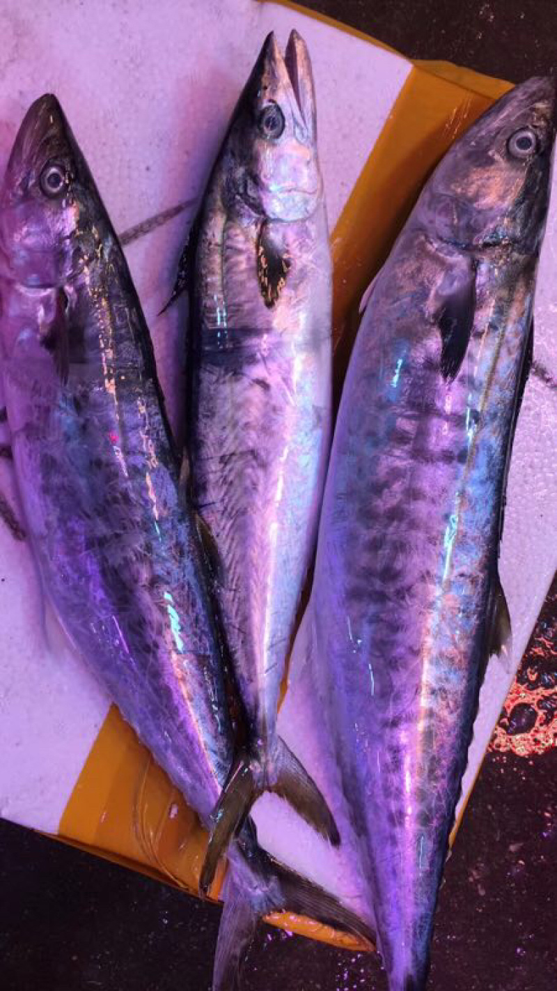 海鱼新鲜海鲜各种海鲜生鲜真空包装全国直销
