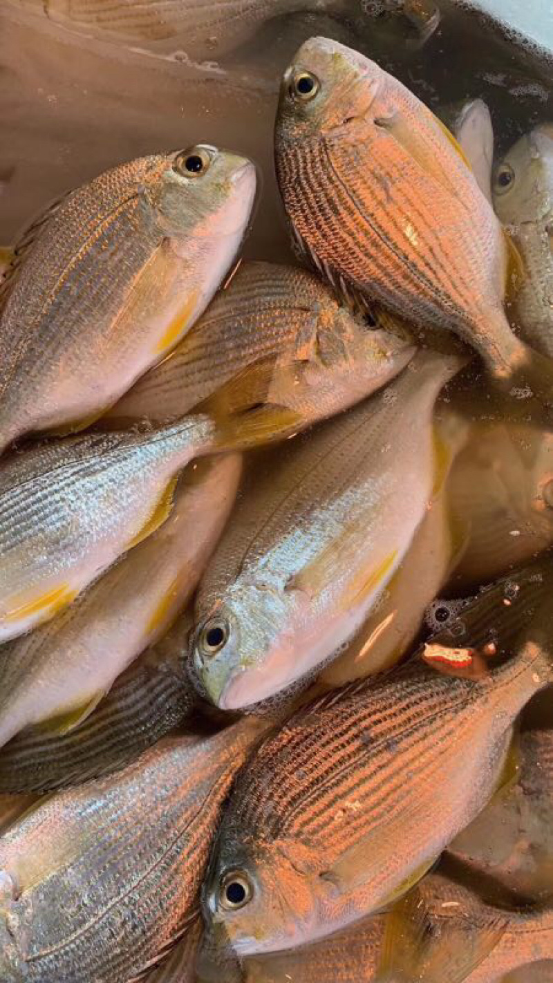 海鱼新鲜海鲜各种海鲜生鲜真空包装全国直销