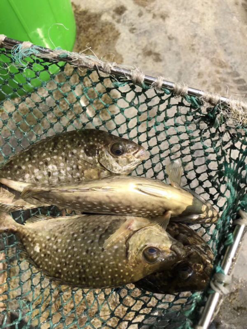 海鱼新鲜海鲜各种海鲜生鲜真空包装全国直销