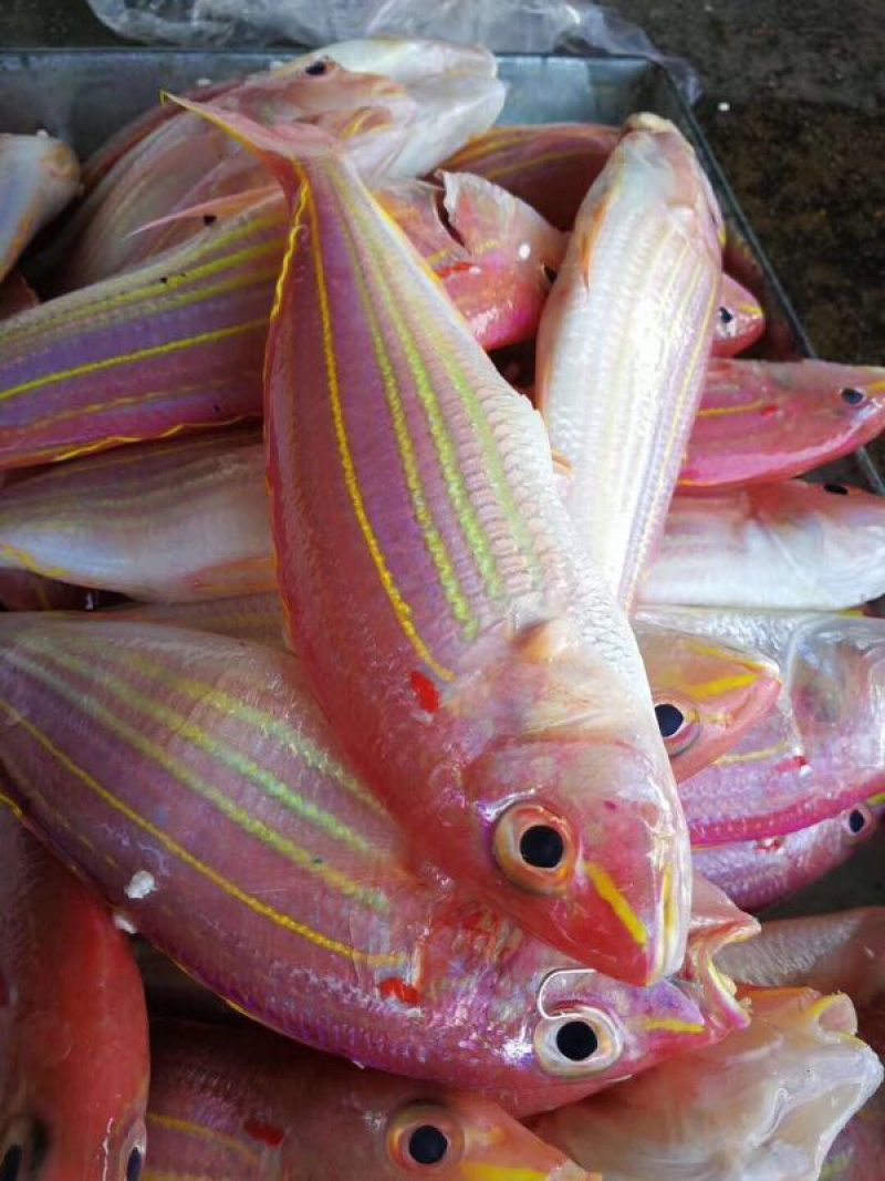 海鱼新鲜海鲜各种海鲜生鲜真空包装全国直销