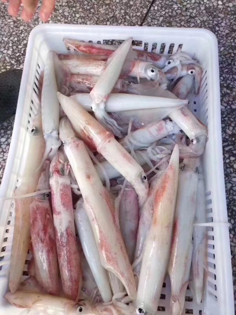 海鱼新鲜海鲜各种海鲜生鲜真空包装全国直销