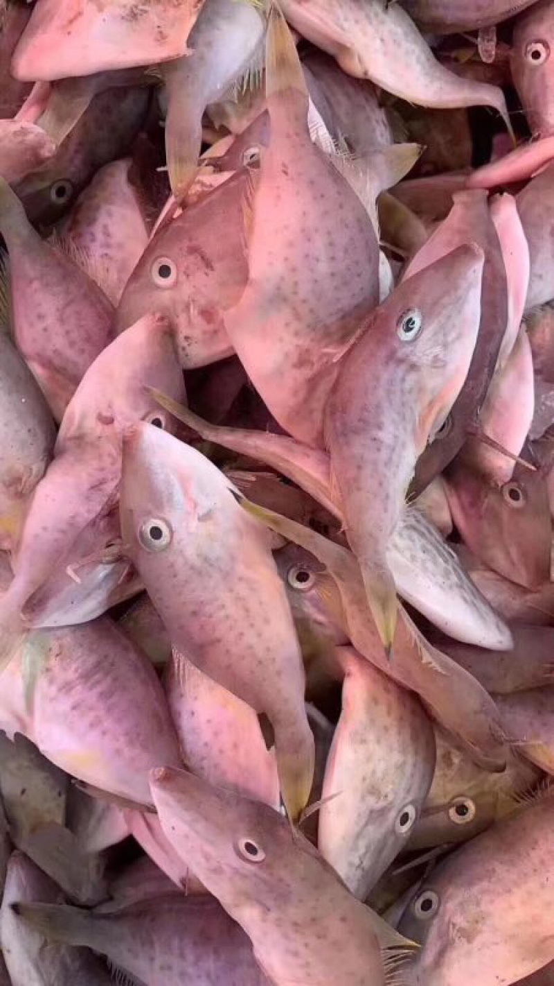 海鱼新鲜海鲜各种海鲜生鲜真空包装全国直销