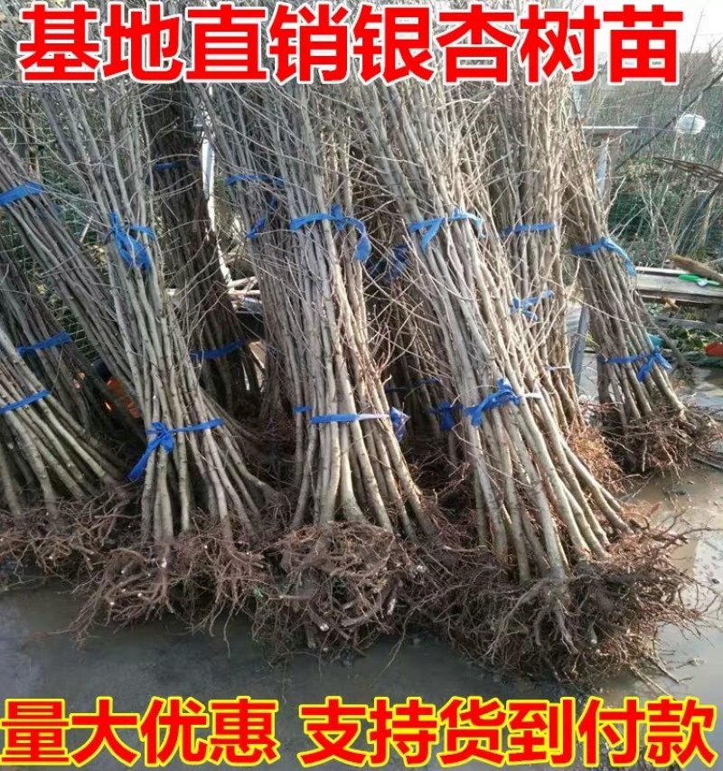 银杏树叶子有绿变黄适合南北方种植成活率高大小规格齐全