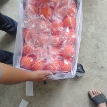 蒙阴富民果品专业合作社蜜桃基地大量供应