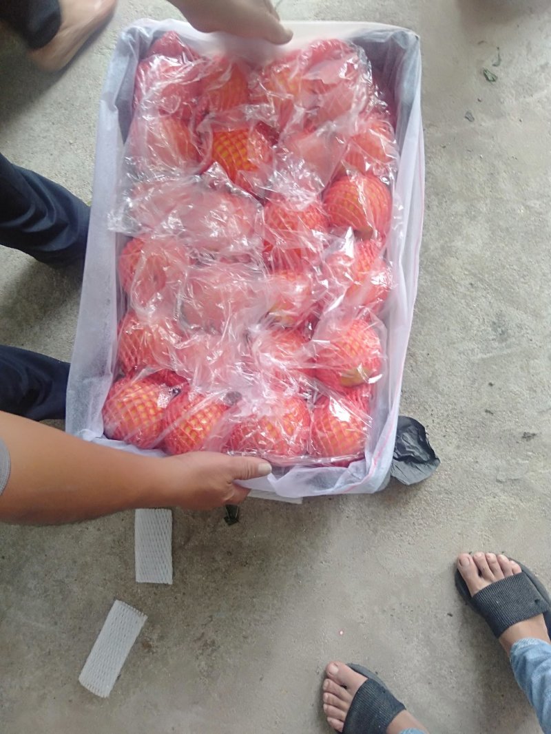 蒙阴富民果品专业合作社蜜桃基地大量供应
