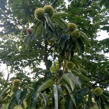 板栗刺球，脆甜可口，大量上市，价格美丽，欢迎搔扰。