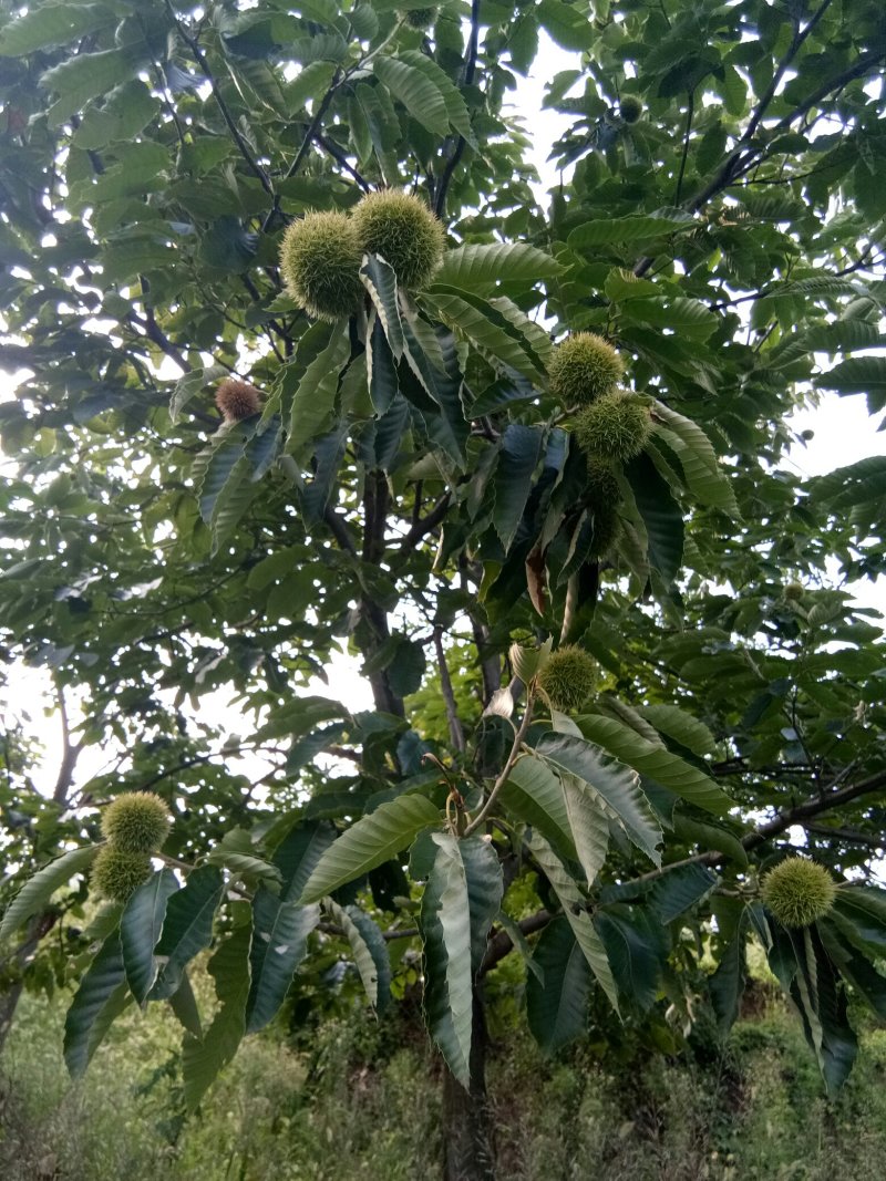 板栗刺球，脆甜可口，大量上市，价格美丽，欢迎搔扰。