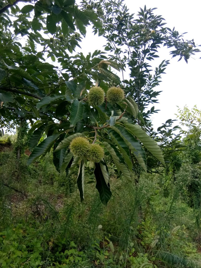 板栗刺球，脆甜可口，大量上市，价格美丽，欢迎搔扰。