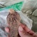 肉苁蓉整根肉苁蓉片干农家初选农副产品123