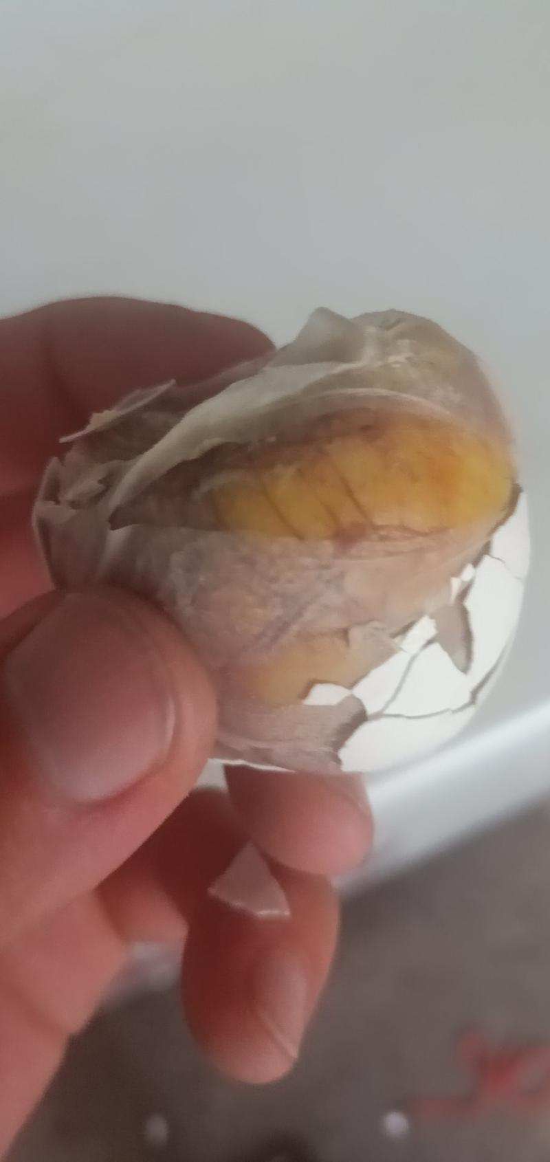 毛蛋，活珠子，实蛋