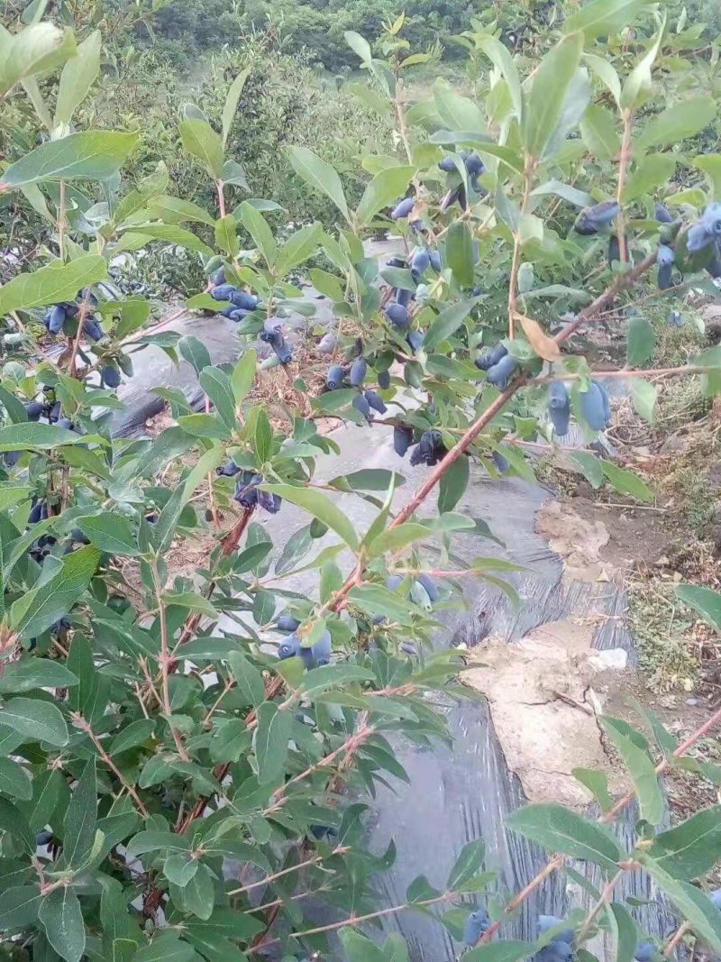 蓝靛果苗，山茄子苗。新品种，大果，丰产，