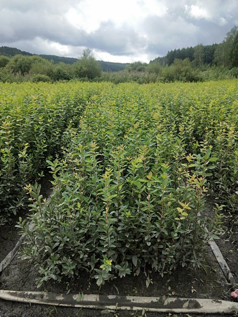 蓝靛果苗，山茄子苗。新品种，大果，丰产，